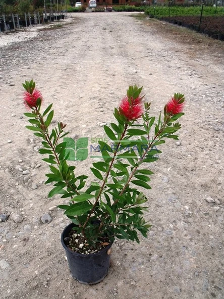 Tüplü Fırça Çalısı Çiçeği Fidanı 50-90 cm - Resim 3