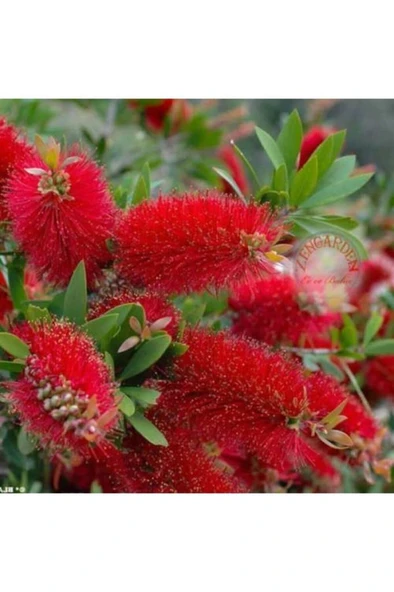 Fırça Çalısı Fidanı Callistemon Leavis, 50-70 Cm - Resim 2