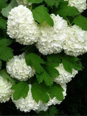 Kartopu Çiçeği Fidanı viburnum lucidum 40-60 cm - 3