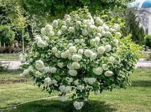 Kartopu Çiçeği Fidanı viburnum lucidum 40-60 cm - 2