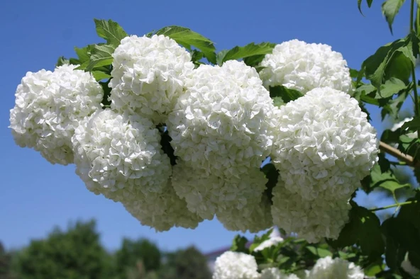 Kartopu Çiçeği Fidanı viburnum lucidum 40-60 cm