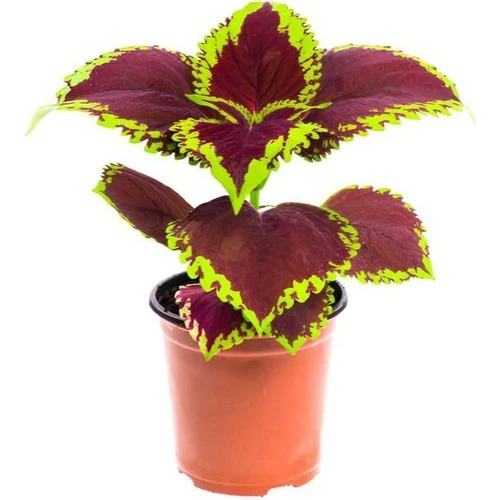 Yaprak Güzeli Yaprağı Güzel Kolyos Fidanı 10-20 cm - Resim 3