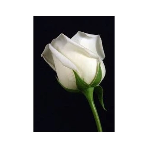 Yediveren Gül Fidanı Beyaz 15-25 cm - Resim 2