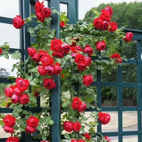 Sarmaşık Kırmızı Gül Fidanı Kokulu Yediveren 10-20 cm - Resim 2