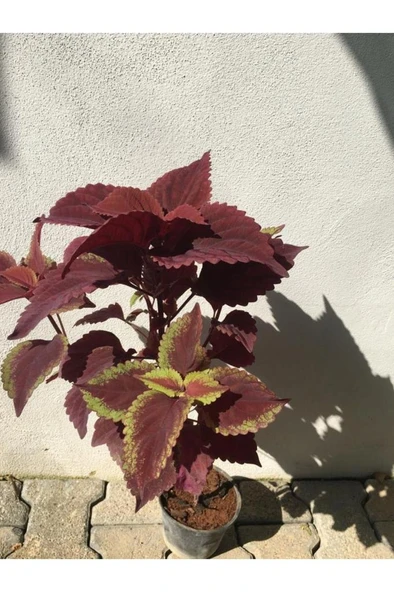 Yaprak Güzeli Yaprağı Güzel Kolyos Fidanı 10-20 cm ürün görseli