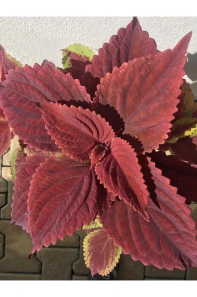 Yaprak Güzeli Yaprağı Güzel Kolyos Fidanı 10-20 cm - Resim 2