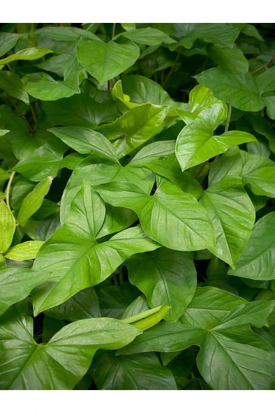 Melek Kanadı Çiçeği Fidanı 1 Adet 10-20 cm - Resim 2