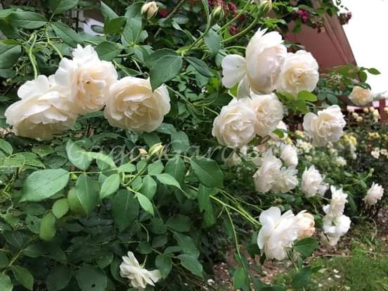 Quen Yediveren Kokulu Beyaz Sarmaşık Gül Fidanı 10-20 cm - 3