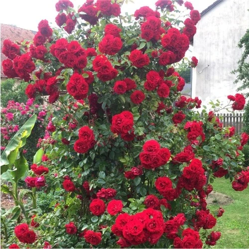 Sarmaşık Kırmızı Gül Fidanı Kokulu Yediveren 10-20 cm - Resim 3