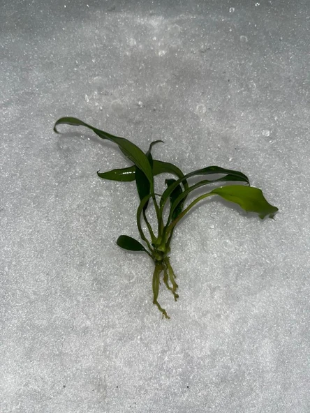 Bitki L328 Anubias barteri var glabra (minima L)  20 cm - 3