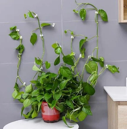 KENPAZAR Sarmaşık ve Kablo Düzenleyici Çok Amaçlı Klips 10 Adet - 5