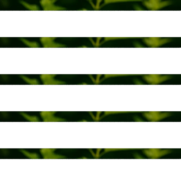 Isırgan Otu 50g - 2