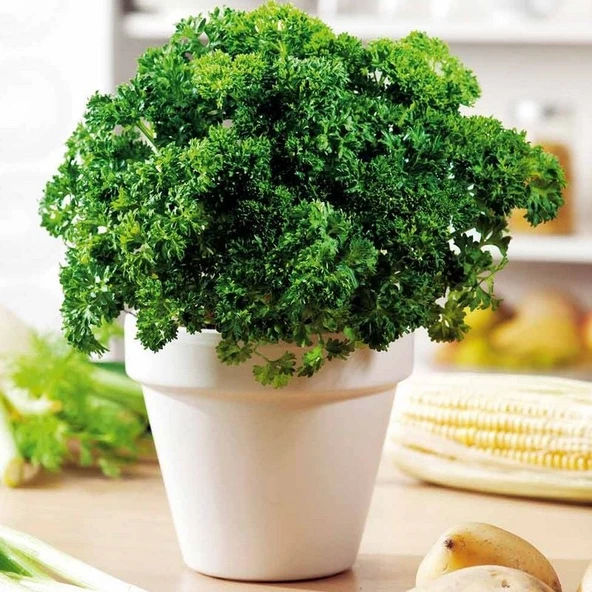 Geleneksel Tohumları Moss Curled Frenk Maydanozu Tohumu (100 tohum) - 3