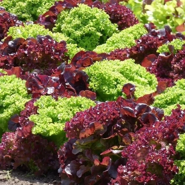 Gelenesel Ata Tohumları Mixed Marul Tohumu (100tohum)
