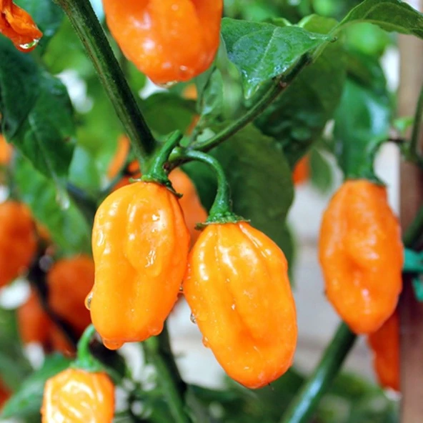 Ata Tohumları Geleneksel Carbonero Peach Çok Acı Biber Tohumu (10 Tohum) - 3