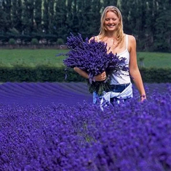 Ata Tohumları Geleneksel Lavandula Angustifolia Lavanta Çiçeği Tohumu(50 adet) ürün görseli 1