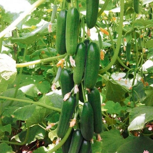 Sırık F1 Badem Hıyar Tohumu (10 tohum)