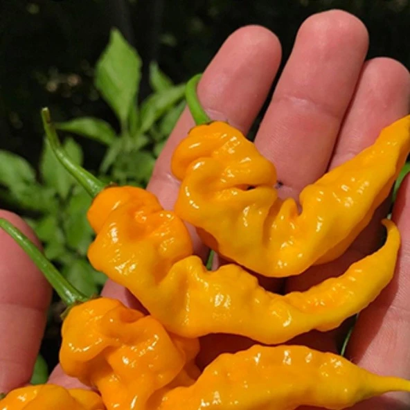 Ata Tohumları Geleneksel Çok Acı Yellow İcicle Acı Biber Tohumu (15 adet)