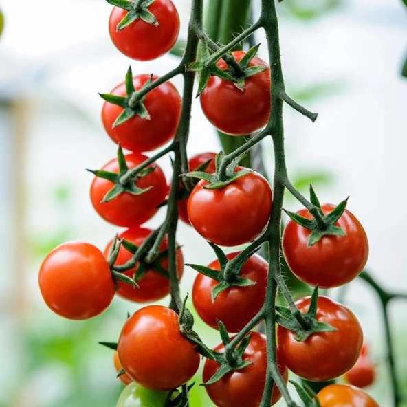 Cherry f1  Sırık Kiraz Domates Tohumu (10 tohum) - 1