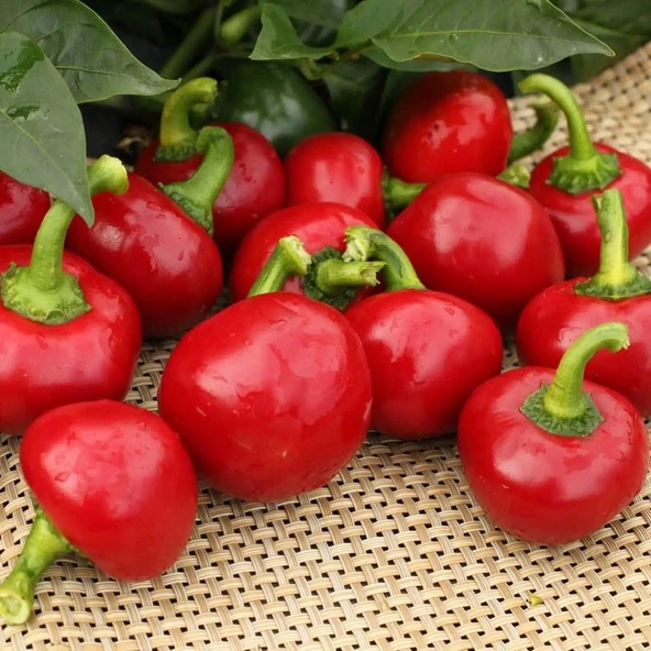 Geleneksel  Acı Hot Cherry Tatlı Kiraz Biber Tohumu (50 tohum) - 3