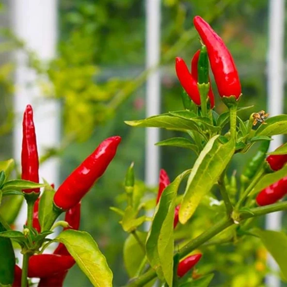 Geleneksel Birds Eye Acı Mini Chili Pepper Biber Tohumu  (70 adet)