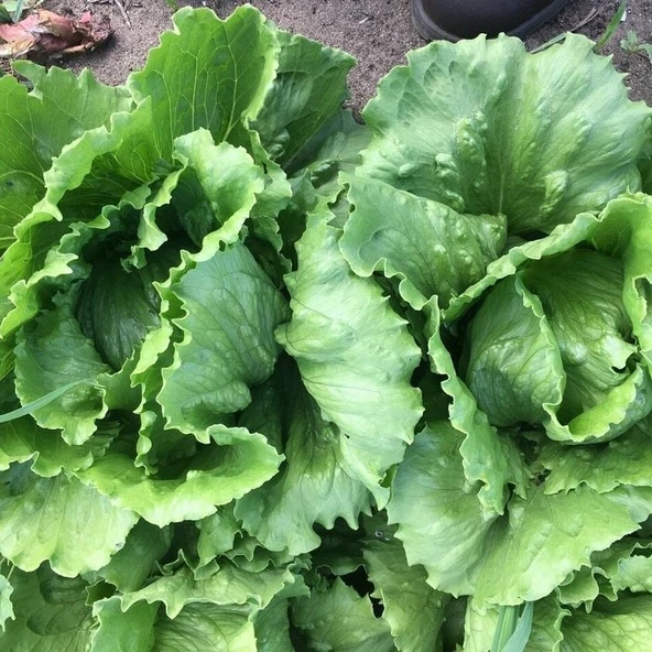 Geleneksel Ata Tohumları Soğuğa Dayanıklı Salinas Marul Tohumu(800 tohum)