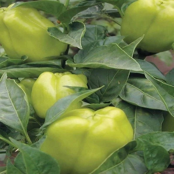 Geleneksel İnce Kabuk Açık Yeşil Meyveleri Yukarıbakan Dik Dolmalık Biber Tohumu  (70 adet) - Resim 3