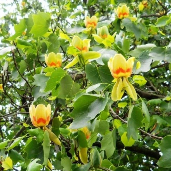 Soğuklara Dayanıklı Lale Ağacı Tohumu (5 tohum)