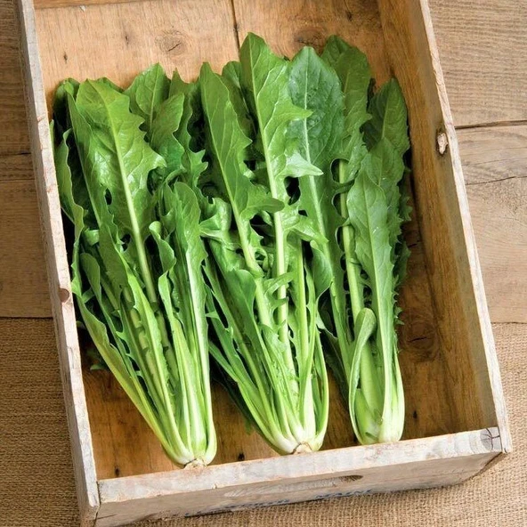 İtalyan Mutfağına Özgü Geleneksel Catalogna Emerald Endive Tohumu (50 tohum) - 6