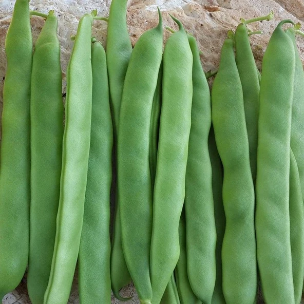 Geleneksel Oturak Kılçıksız Alman Ayşe Tipi Fasulye Tohumu (20 tohum) ürün görseli 1