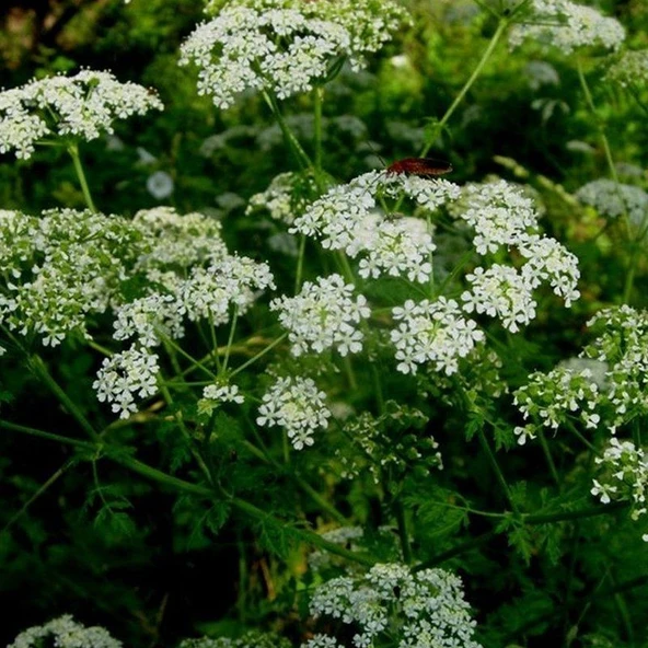 Ata Tohumları Geleneksel İlaçsız Anason Tohumu (1 kg) - 3