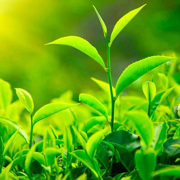 Ata Tohumları Anadolu Geleneksel Siyah Çay Tohumu (5 adet) - 3