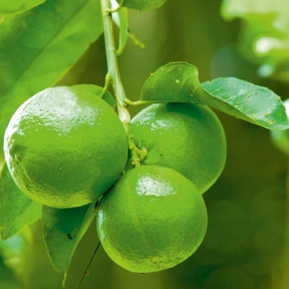 Tüplü Soğuklara Dayanıklı Lime Quat  Çekirdeksiz Limon Fidanı
