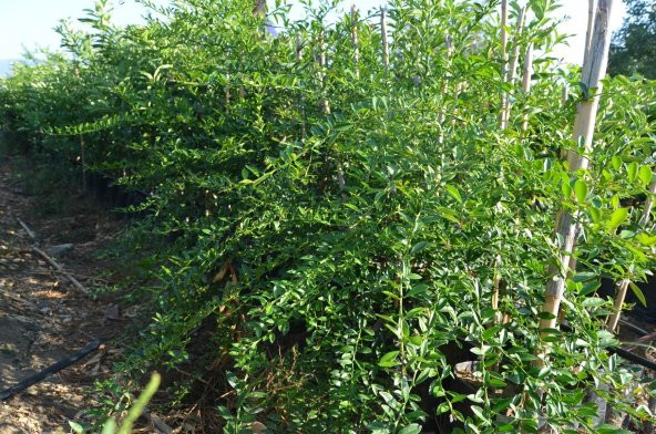 Tüplü 2 yaş Avusturalya Blood-Kırmızı Lime Limon Fidanı - 2