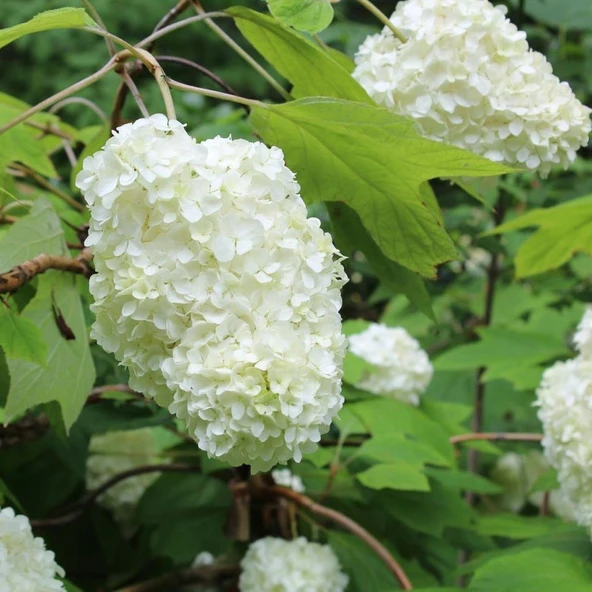 Beyaz Çiçekli Sarmaşık Soğuklara Dayanıklı Hydrangea Anomala Petiolaris Ortanca Fidanı - Resim 2