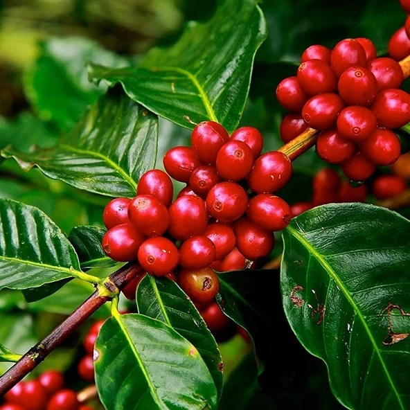 Bol Yavrulu Çoklu Dikim Saksıda Özel Üretim İthal Kahve Fidanı - 3