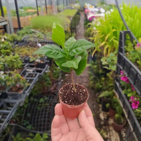 5.5'luk Saksıda Özel Üretim İthal Kahve Fidanı - 3