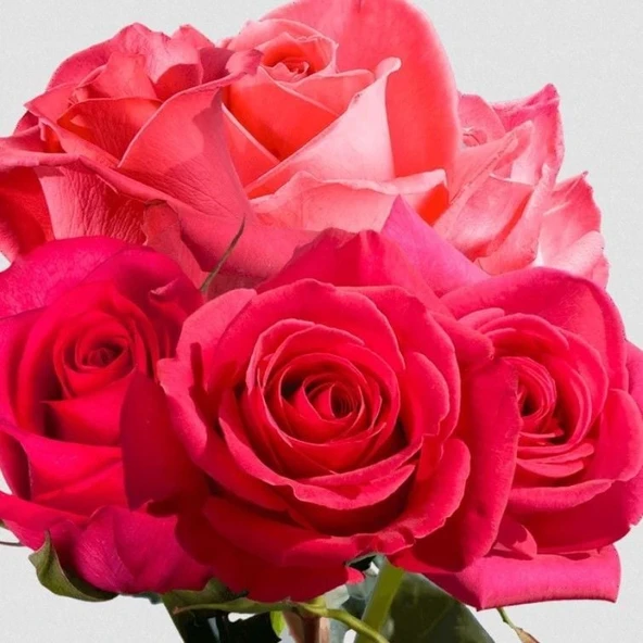 Tüplü Çok Goncalı Yoğun Kokulu Fiona Yediveren  Gül Fidanı ürün görseli 1