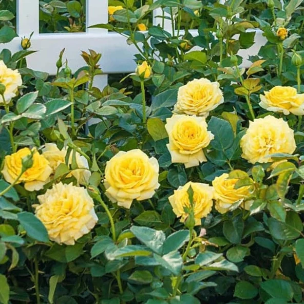Tüplü Soğuklara Dayanıklı Çok Goncalı Casablanca Sarı Yediveren Gül Fidanı ürün görseli 1