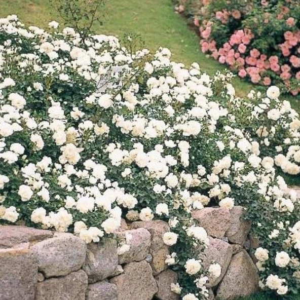 Tüplü Yediveren Yer Örtücü Full Bright Beyaz Yer Örtücü Gül Fidanı ürün görseli 1