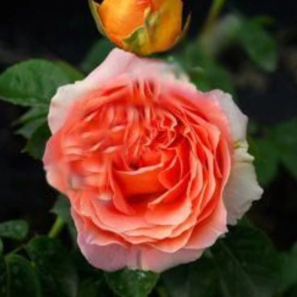 Tüplü Katmerli Yoğun Kokulu Yediveren Somon Meryem Gül Fidanı ürün görseli 1