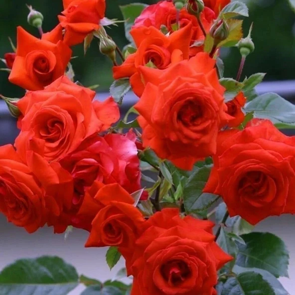 Tüplü Koleksiyonluk İri Katlı Salita Turuncu Sarmaşık Yediveren Gül Fidanı ürün görseli 1