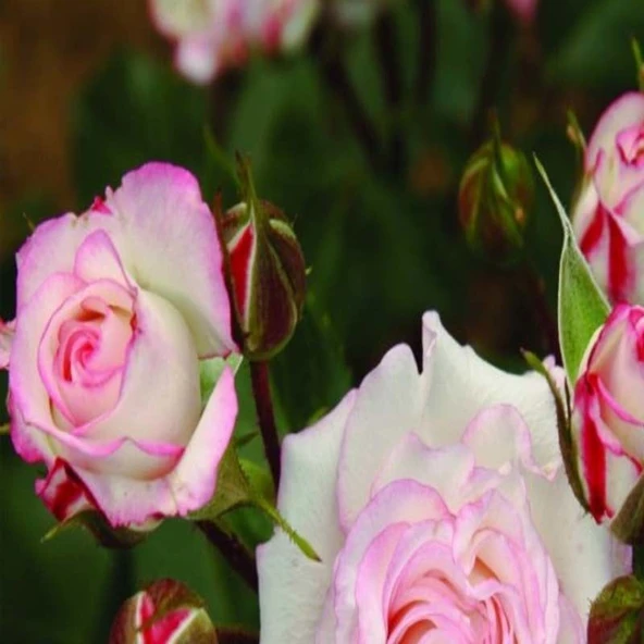 Tüplü Çift Renk Yediveren Zeliha Gül Fidanı ürün görseli 1