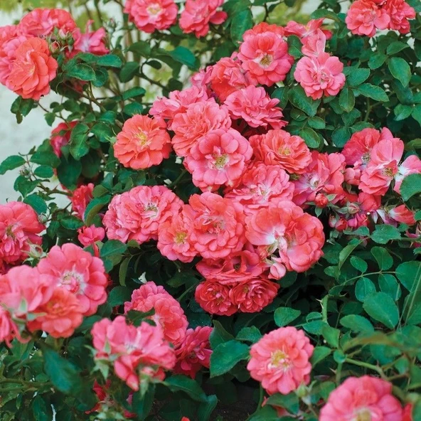 Tüplü Yediveren Çok Goncalı Soğuklara Dayanıklı Macarena Gül Fidanı Yer Örtücü ürün görseli 1