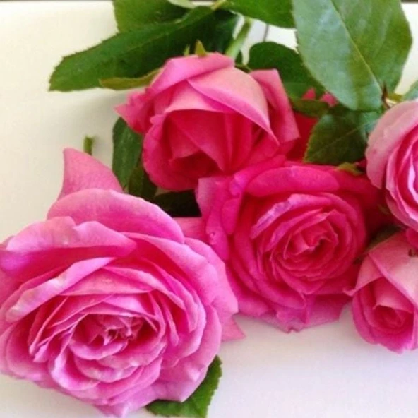 Tüplü Yediveren Kokulu Reçellik Isparta Gül 3-4 Yaş (100-150 cm) Fidanı ürün görseli 1