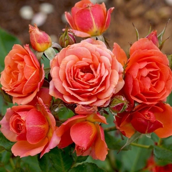 Tüplü Kordes Yediveren Mandarin Çok Goncalı Gül Fidanı ürün görseli 1