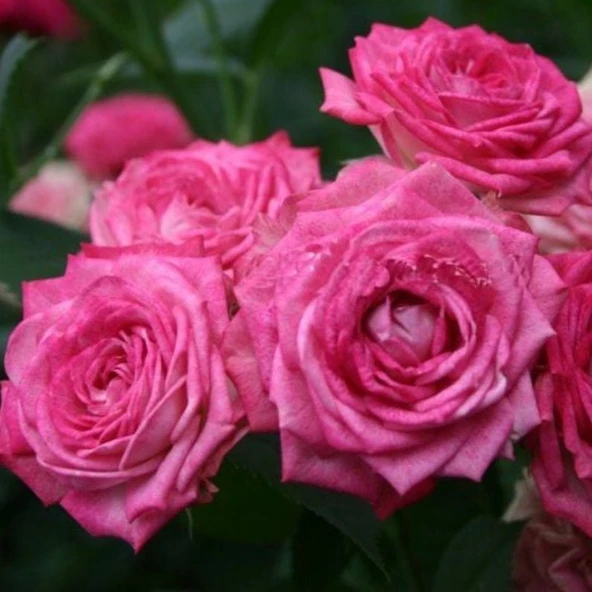 Tüplü Duet Fc Çok Goncalı Yediveren Masal Gül Fidanı ürün görseli 1