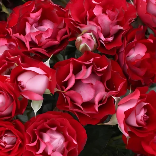 Tüplü Çok Goncalı Özel Rose Der Einheit Yediveren Gül Fidanı ürün görseli 1