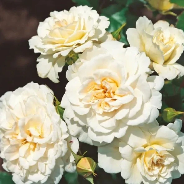 Tüplü Çok Goncalı Yer Örtücü Yayılıcı Petticoat Yediveren Kokulu Gül Fidanı ürün görseli 1