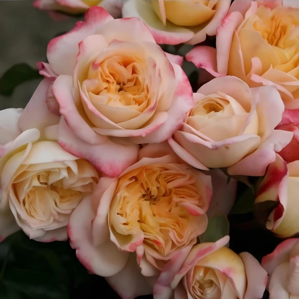 Tüplü Concorde Kokulu Yediveren Gül Fidanı ürün görseli 1